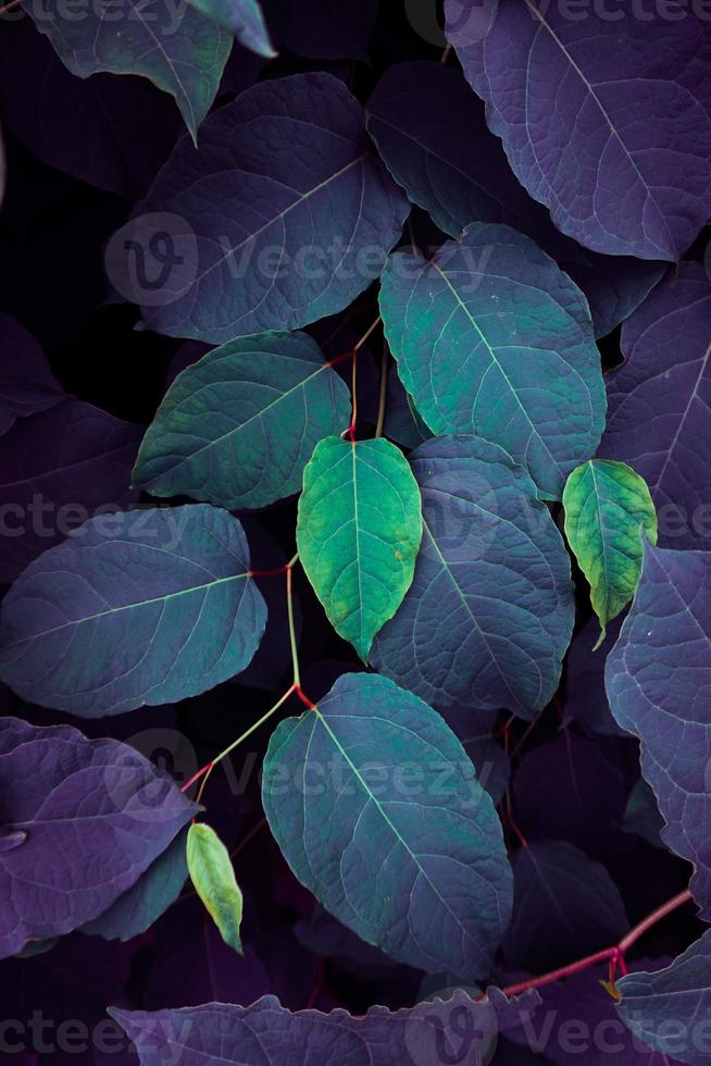 blue and green plant leaves blue background photo