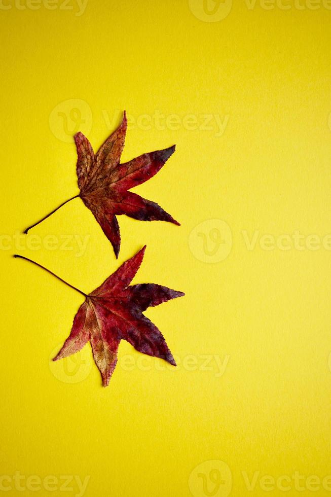 hojas de arce rojo sobre fondo amarillo en la temporada de otoño foto