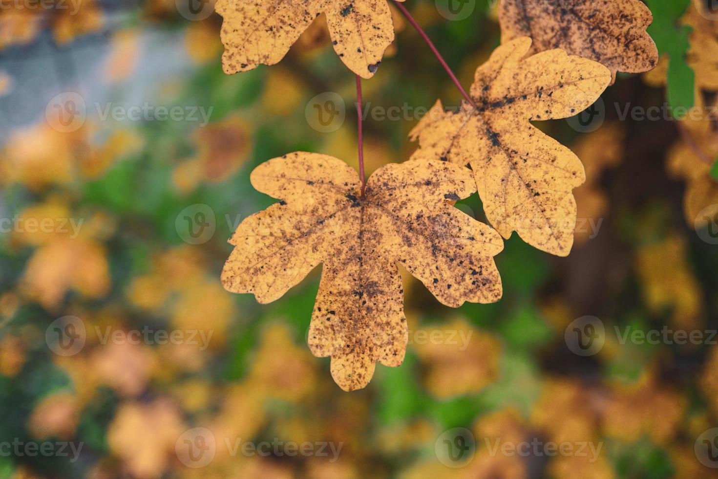 yellow tree leaves in autumn season photo