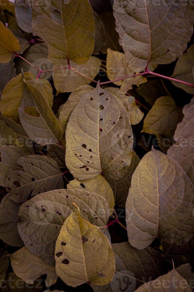 hojas de plantas verdes y amarillas en la naturaleza foto