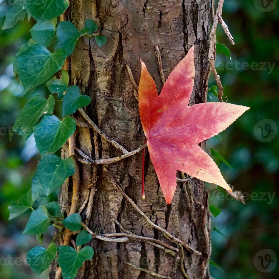 red maple leaves in fall season photo