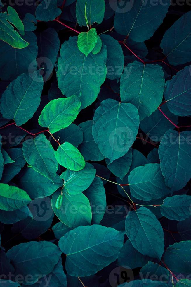 blue and green plant leaves blue background photo