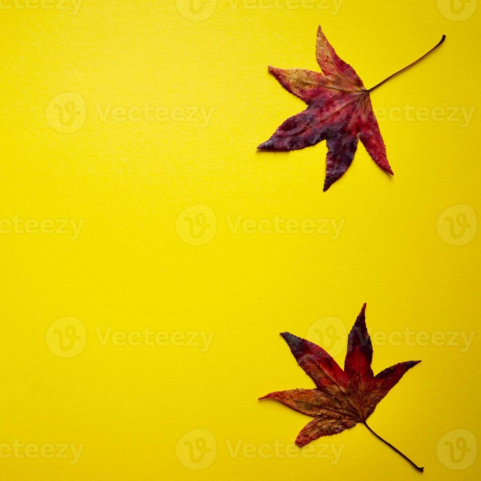 hojas de arce rojo sobre fondo amarillo en la temporada de otoño foto