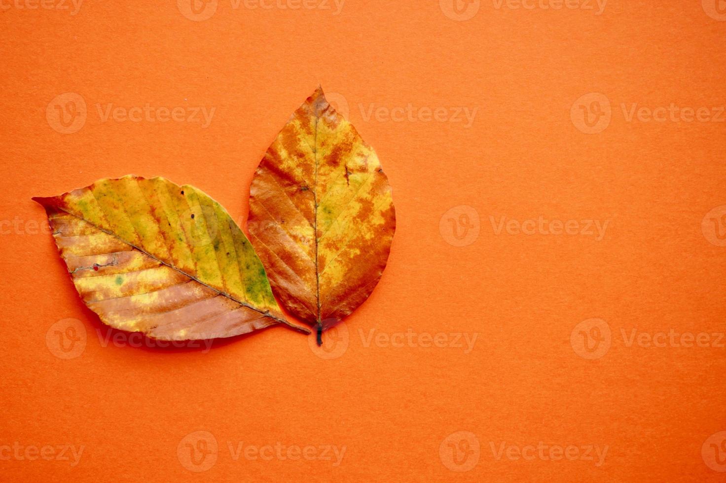 hojas marrones en la temporada de otoño foto