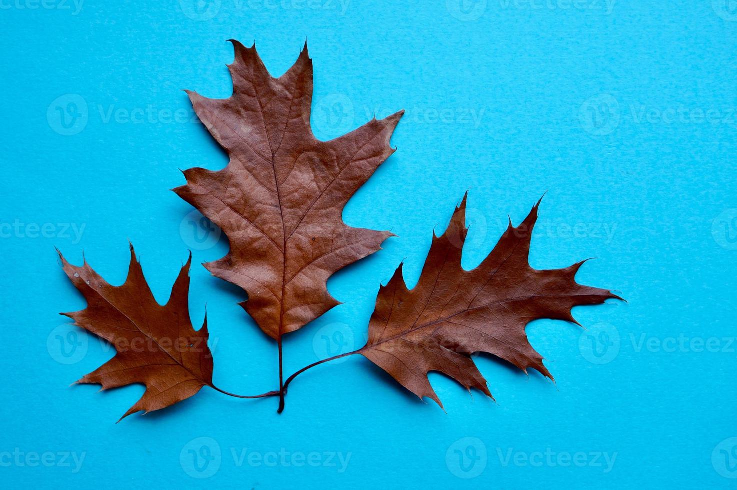 hojas marrones en la temporada de otoño foto