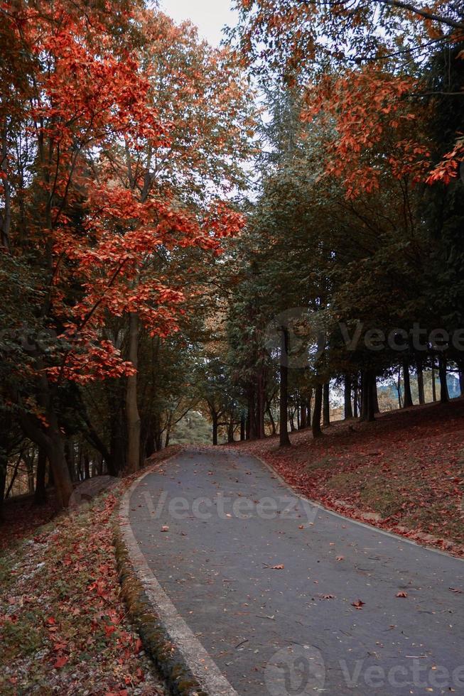 road with brown trees in autumn season photo