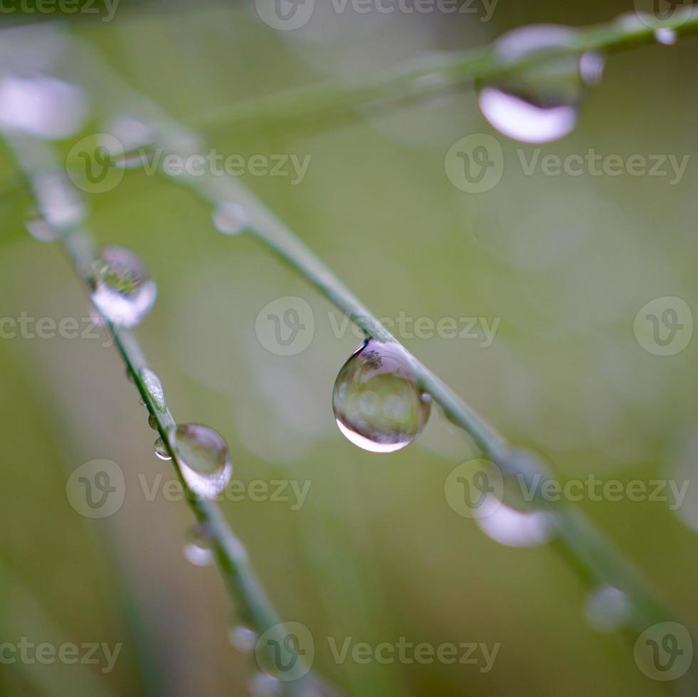 gotas de lluvia sobre las plantas en días de lluvia foto