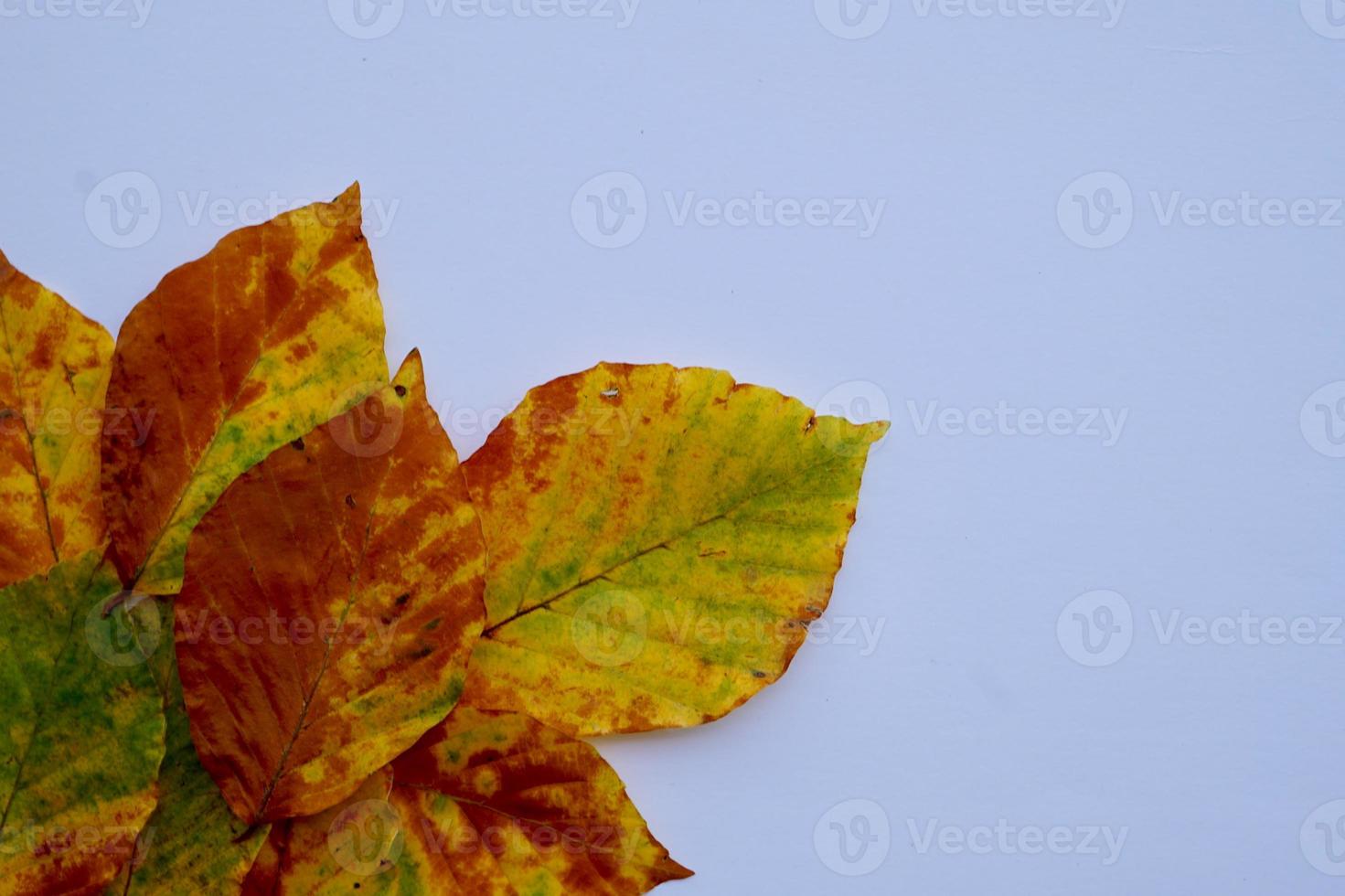 hojas amarillas en la temporada de otoño foto