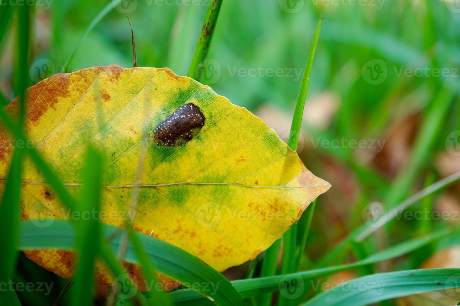 yellow leaf in the nature in fall season photo