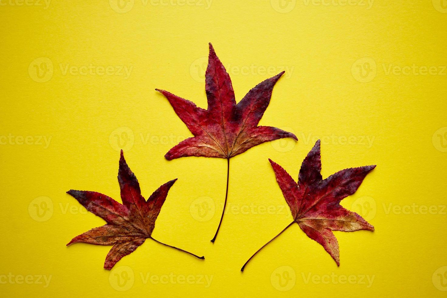 red maple leaves on the yellow background in autumn season photo