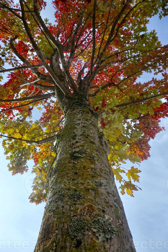 trees with red leaves in autumn season photo