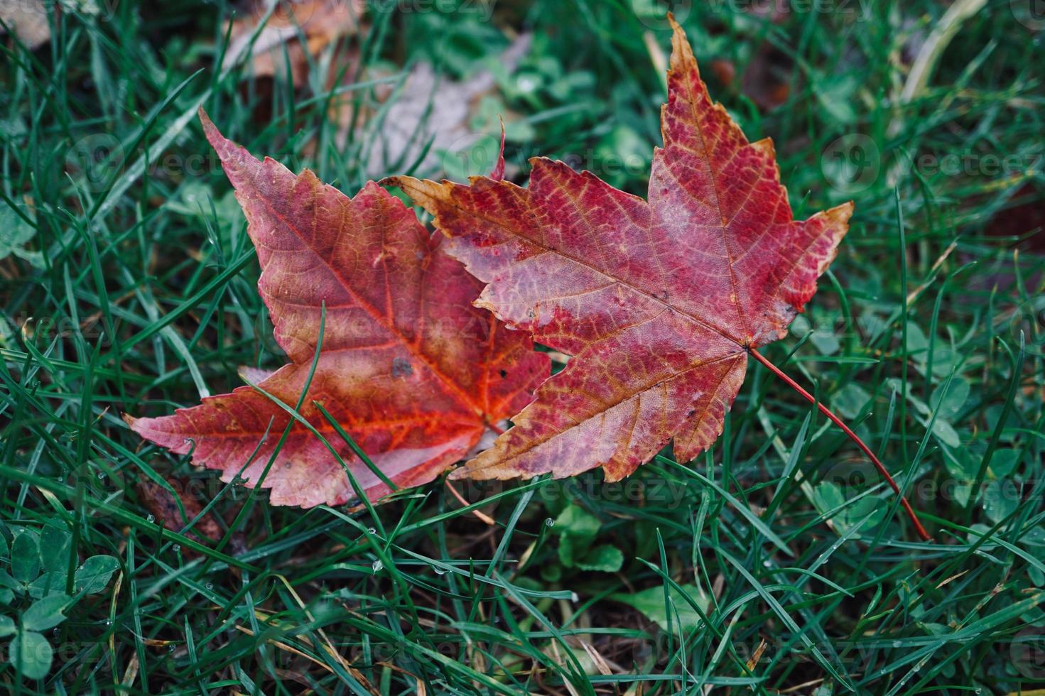 hojas de arce rojo en la temporada de otoño foto