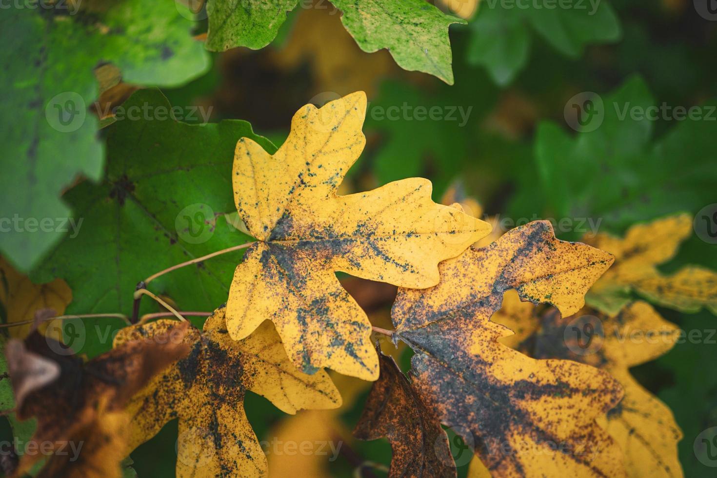 yellow tree leaves in autumn season photo