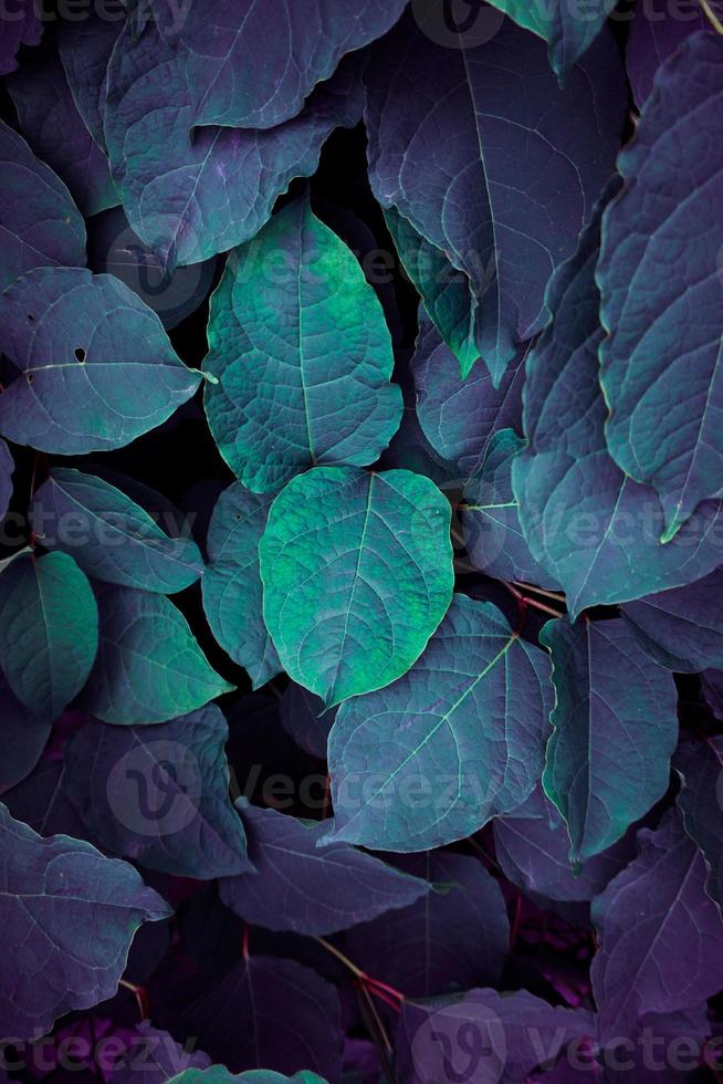 blue and green plant leaves blue background photo