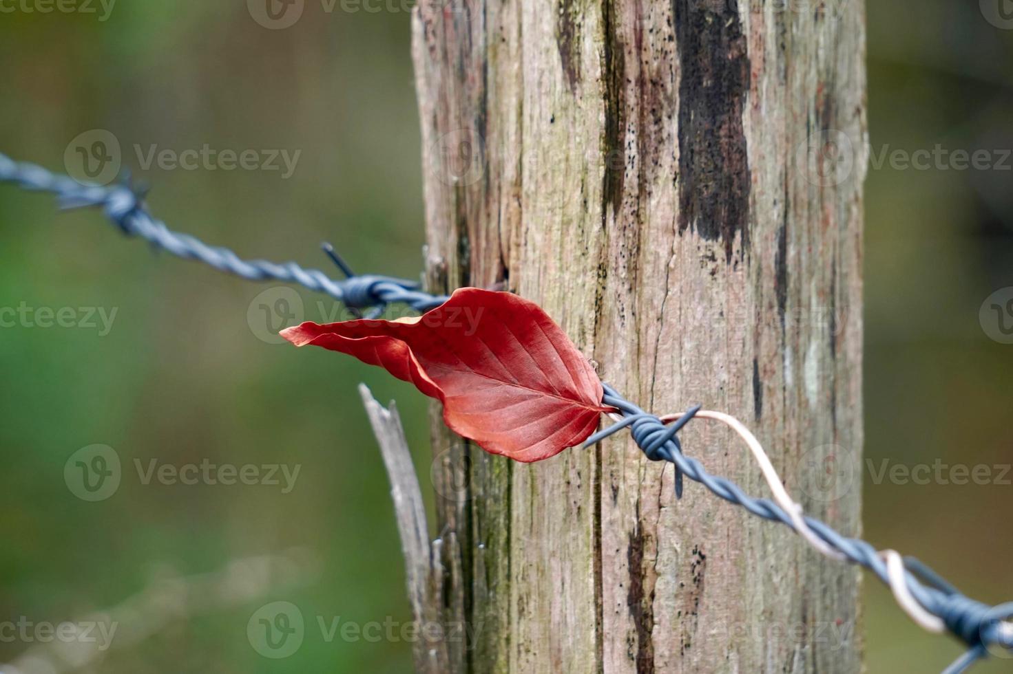 brown leaf in autumn season photo