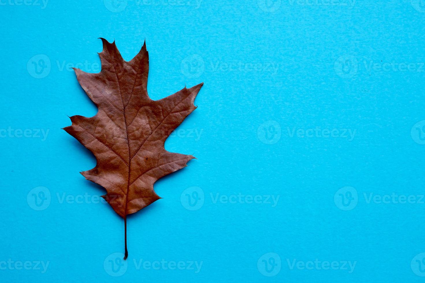 hojas marrones en la temporada de otoño foto