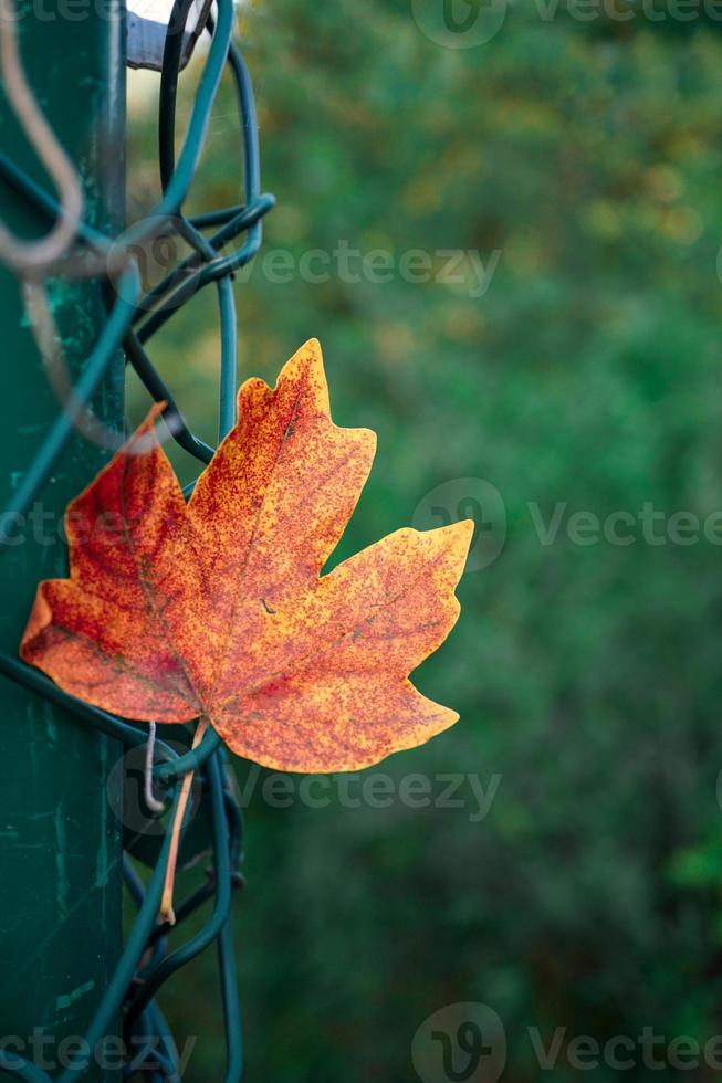 hoja marrón en la temporada de otoño foto