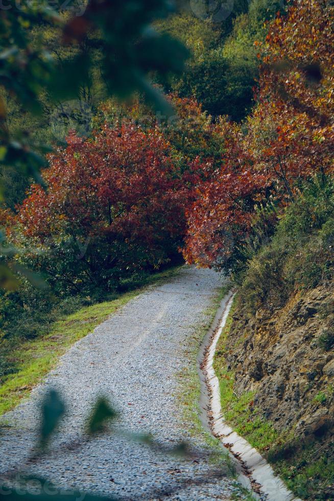 camino con árboles marrones en la temporada de otoño foto