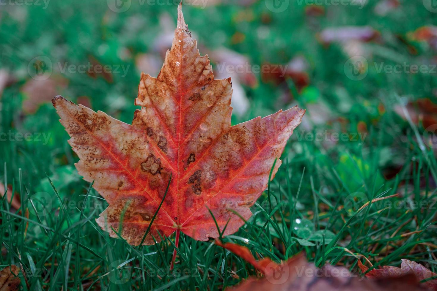 hojas de arce rojo en la temporada de otoño foto