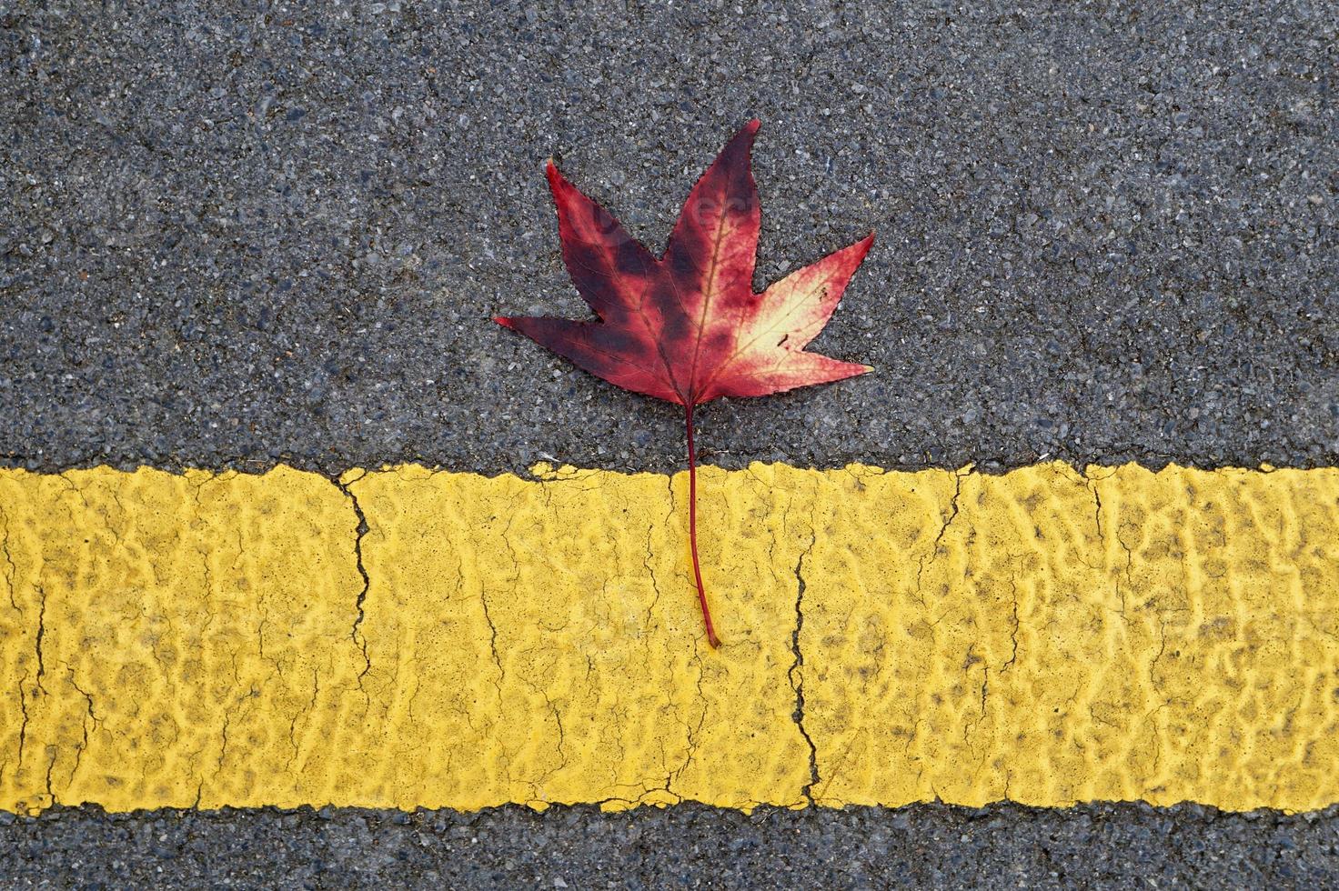 red maple leaves in fall season photo