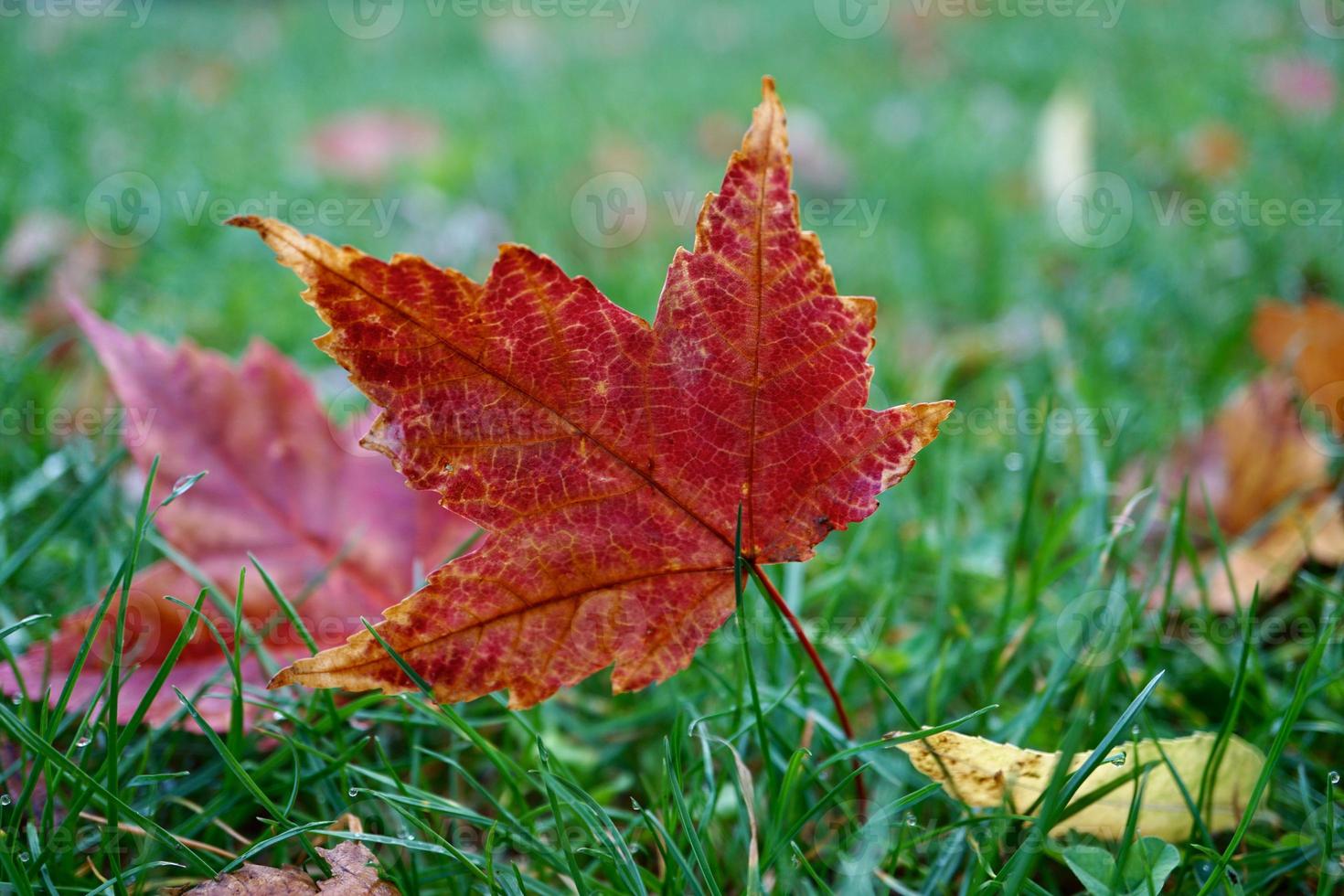 hojas de arce rojo en la temporada de otoño foto