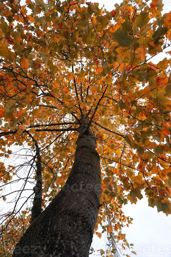 árbol con hojas rojas y marrones en la temporada de otoño foto