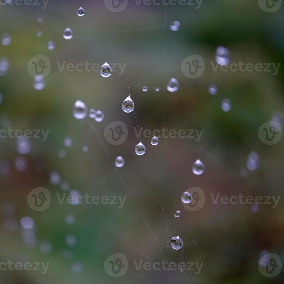 Gotas en la telaraña en días lluviosos. foto