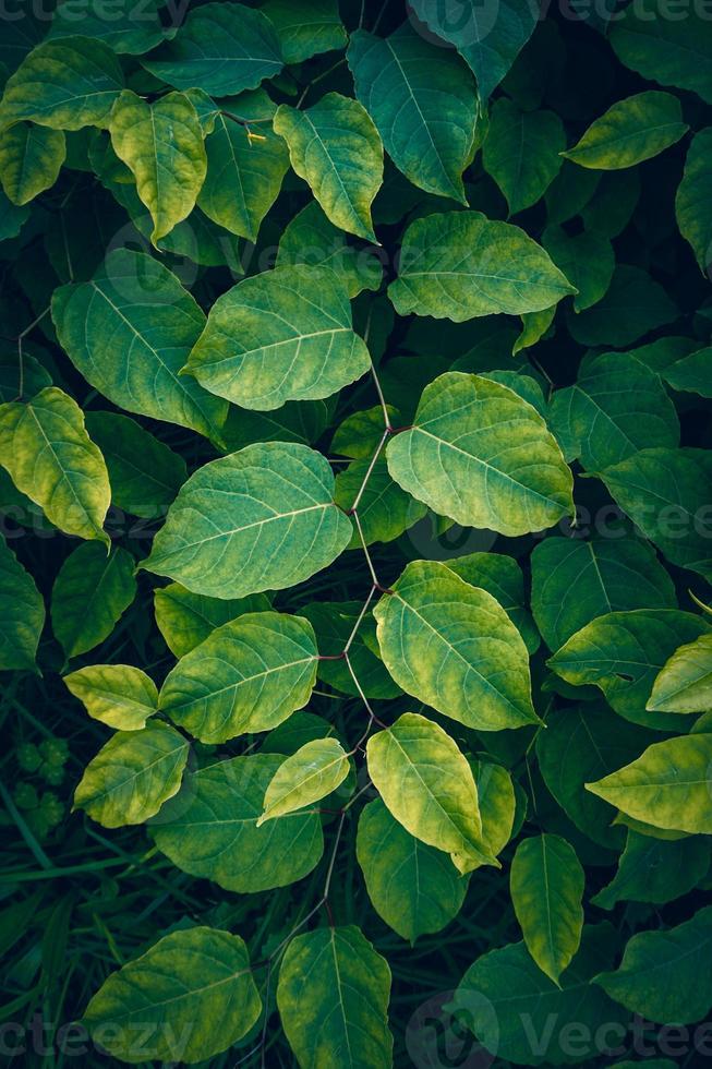 hojas de plantas verdes en la naturaleza fondo verde foto