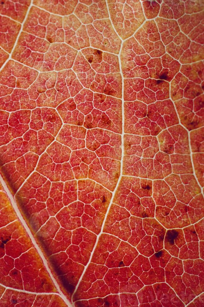 hoja de arce roja en la temporada de otoño fondo rojo foto