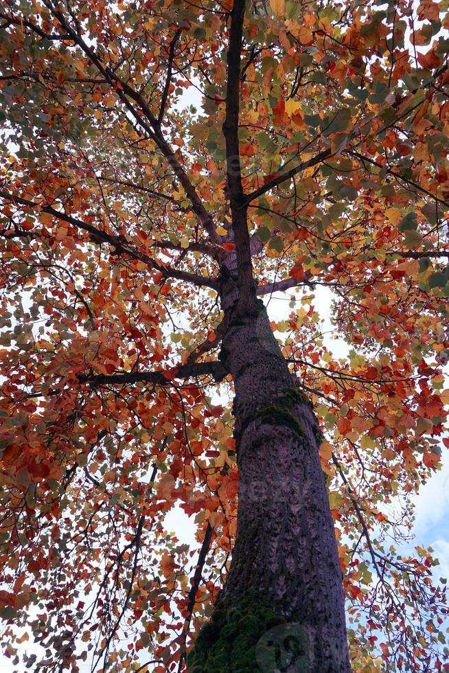 árbol con hojas rojas y marrones en la temporada de otoño foto