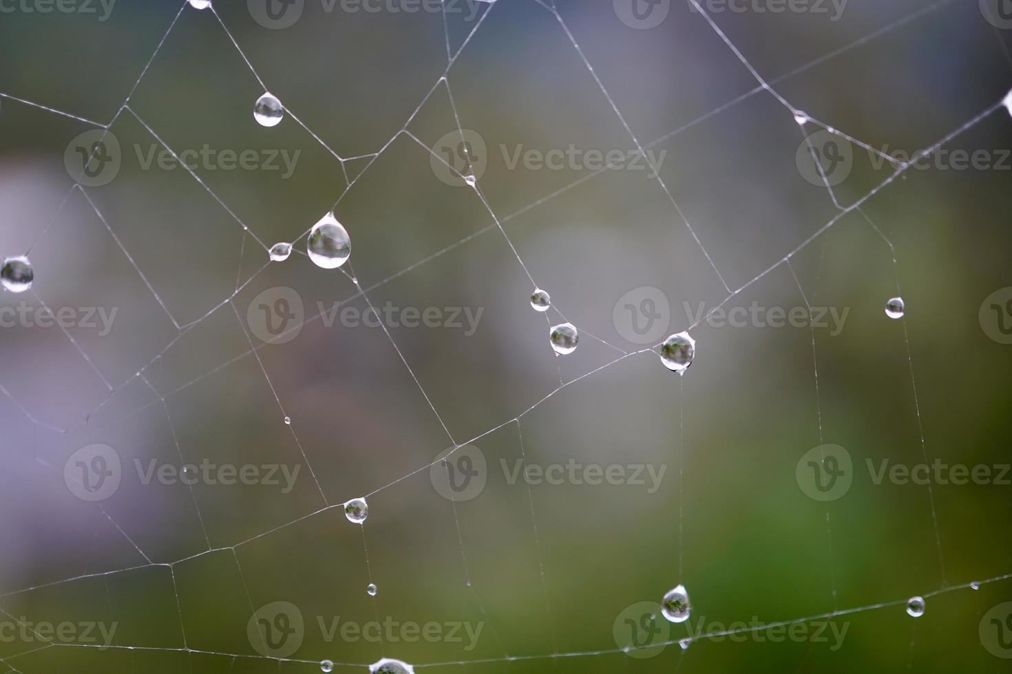 drops on the spider web in rainy days photo