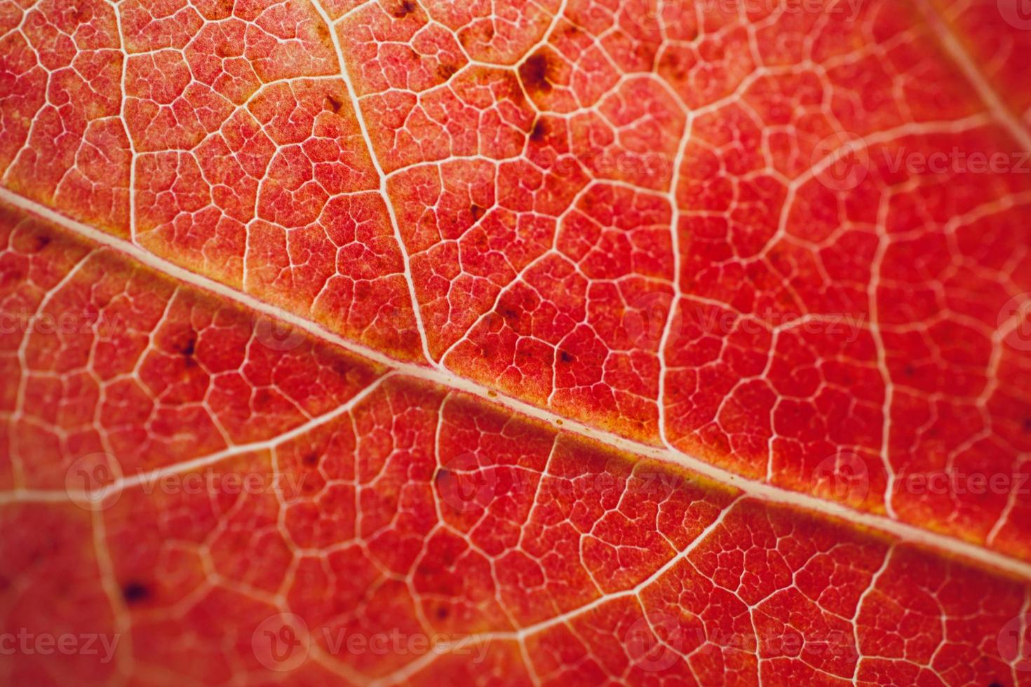 hoja de arce roja en la temporada de otoño fondo rojo foto