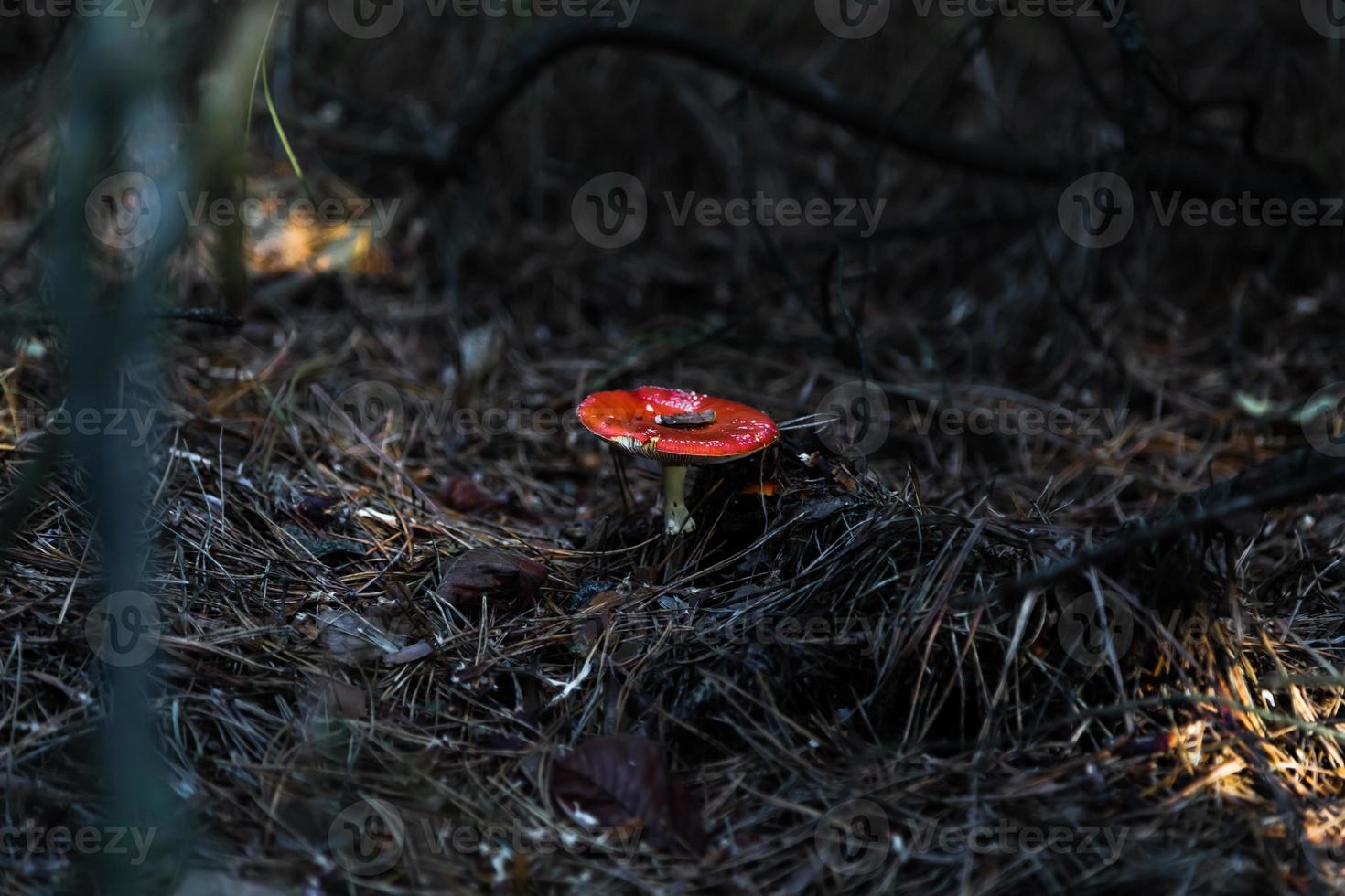 Big fungus in the forest photo