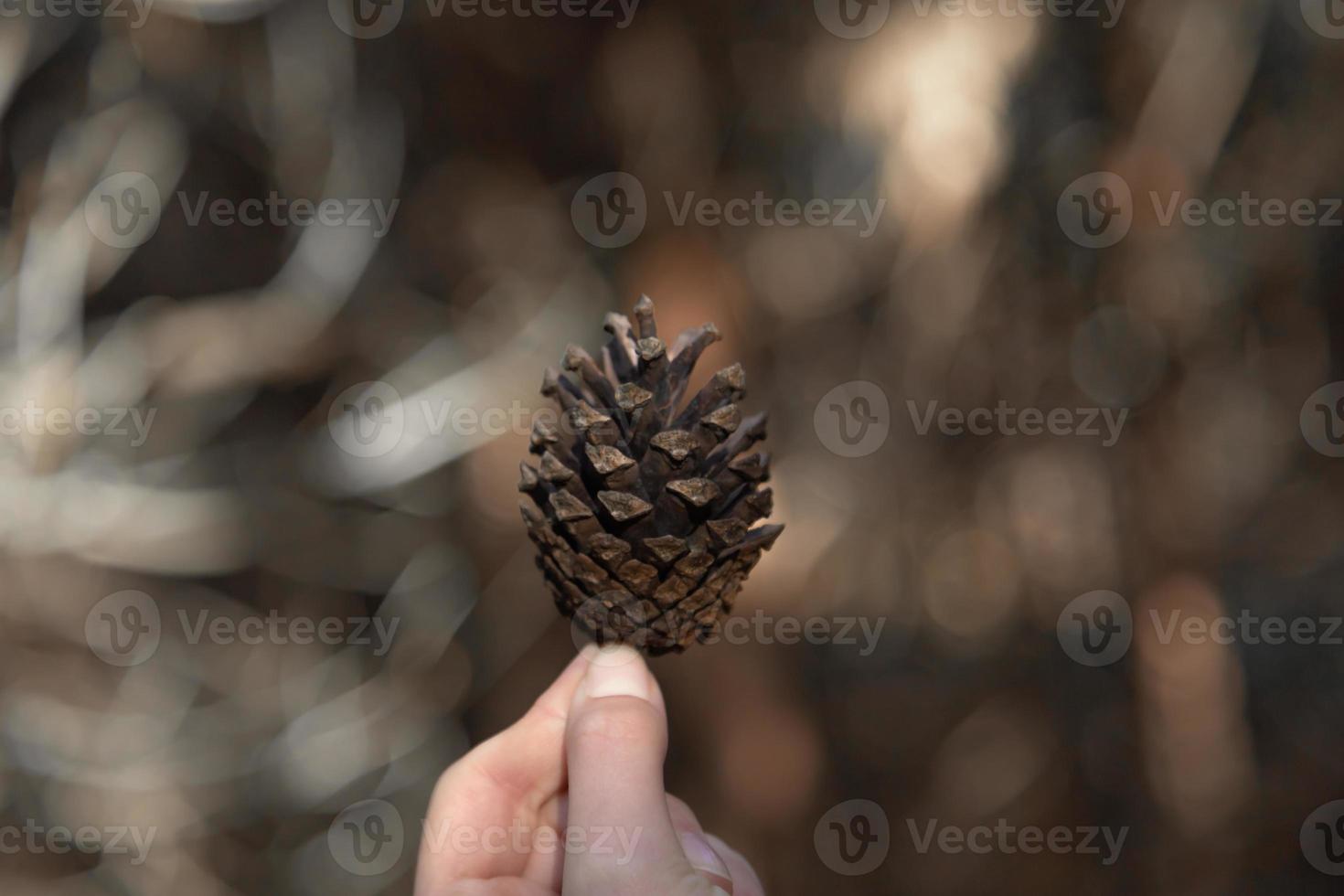 Primer plano de la mano de la mujer sosteniendo un cono de pino con un fondo borroso natural foto