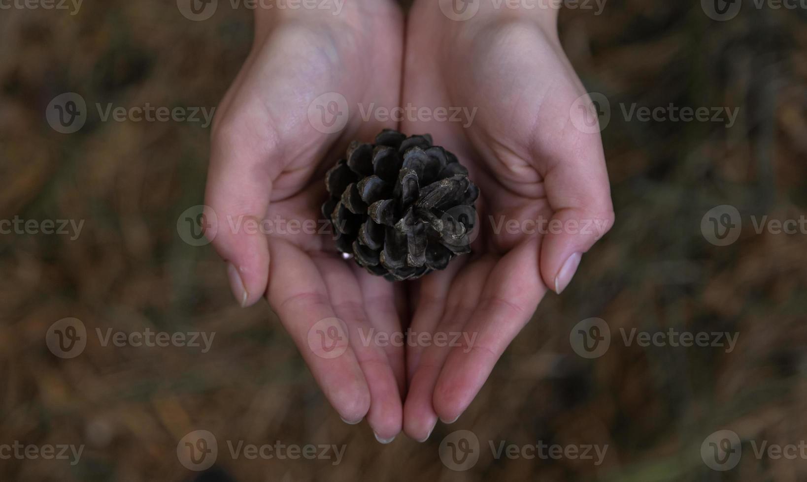 Primer plano de la mano de la mujer sosteniendo un cono de pino con un fondo borroso natural foto