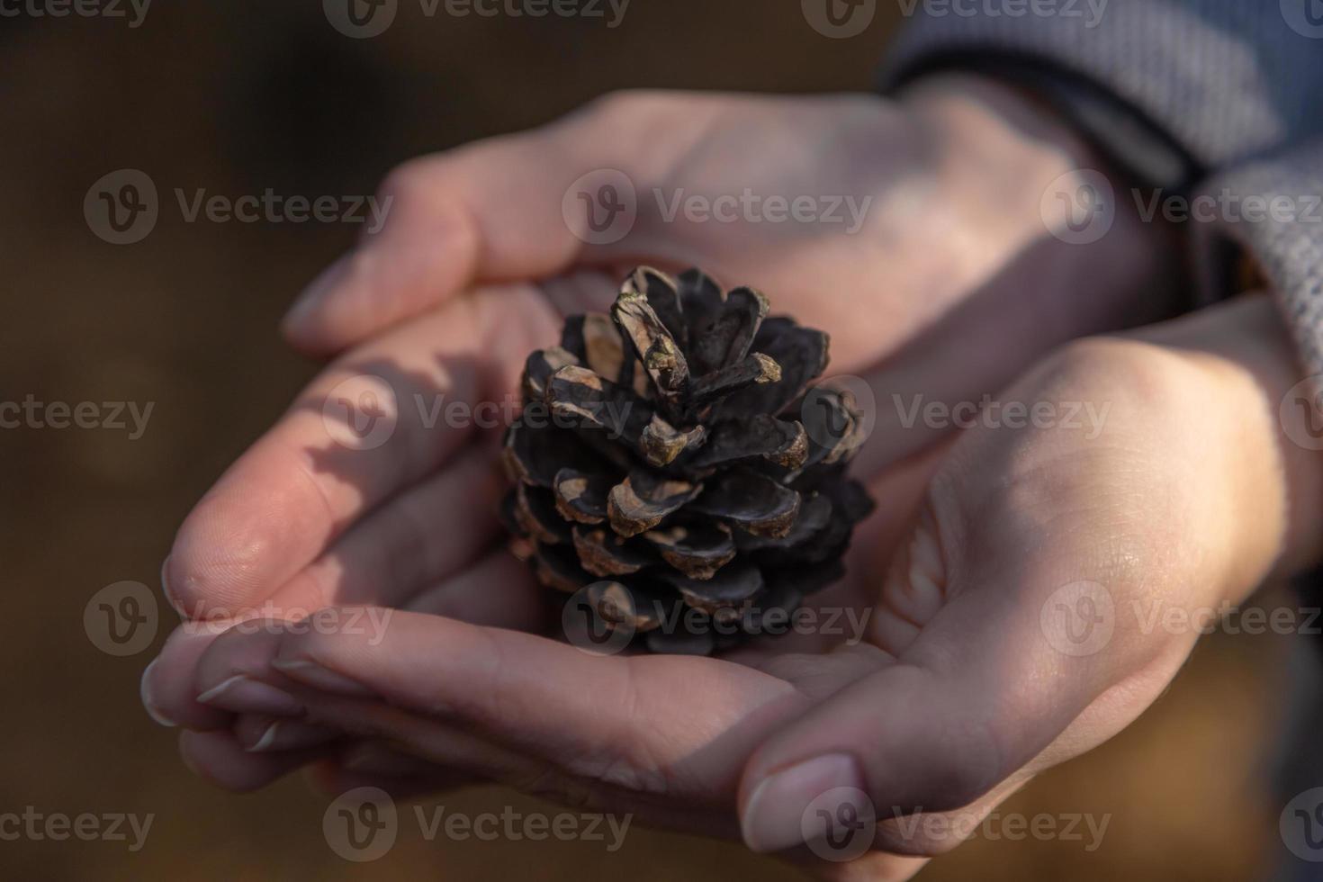 Primer plano de la mano de la mujer sosteniendo un cono de pino con un fondo borroso natural foto