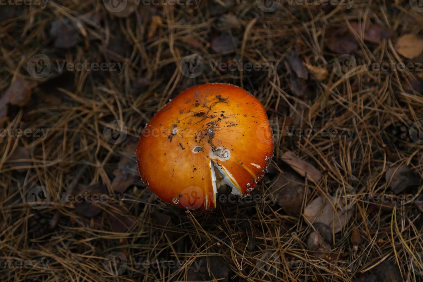 Big fungus in the forest photo