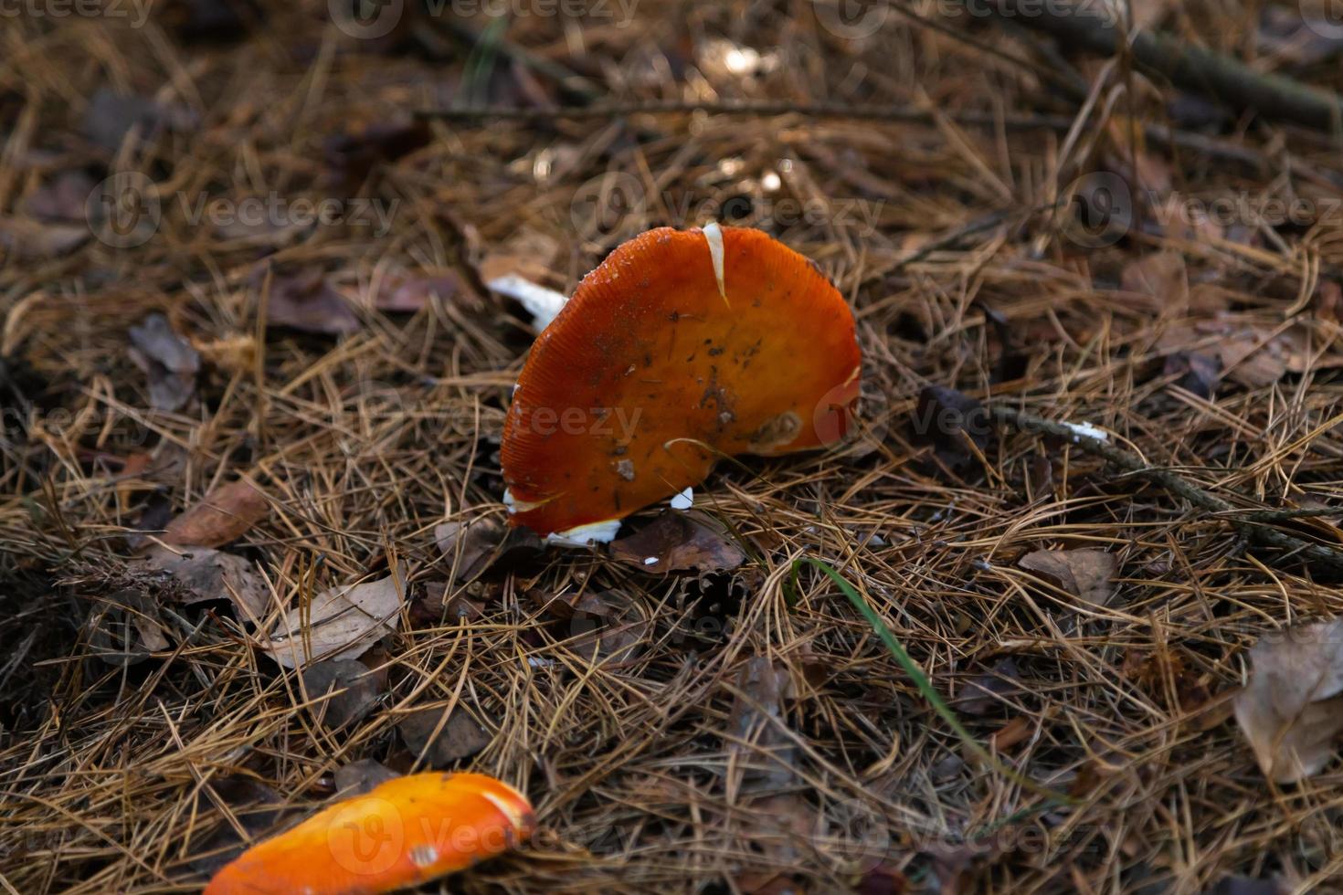 Big fungus in the forest photo