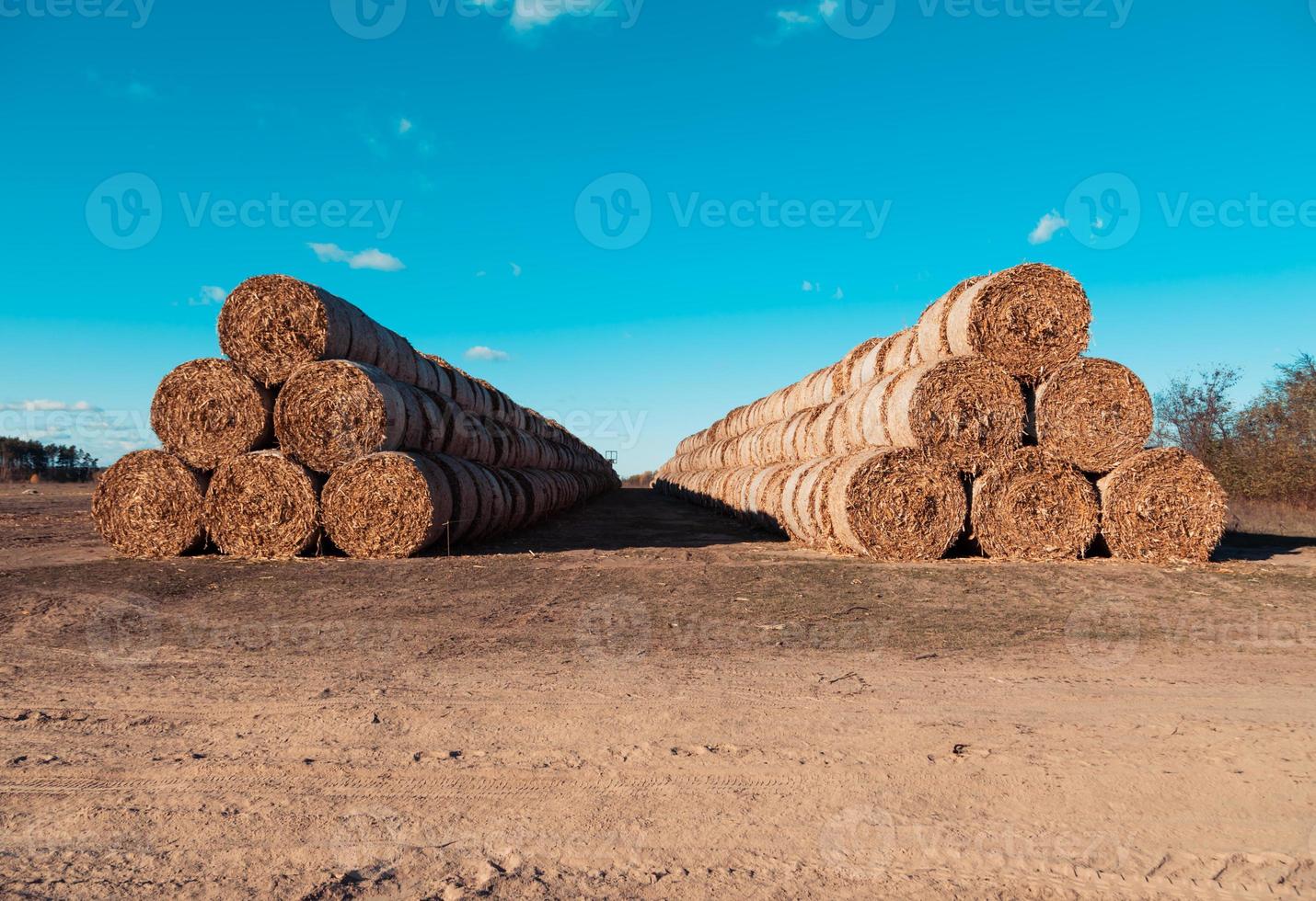 Huge straw piles of hay rolled in bales on a harvested field against a blue sky photo