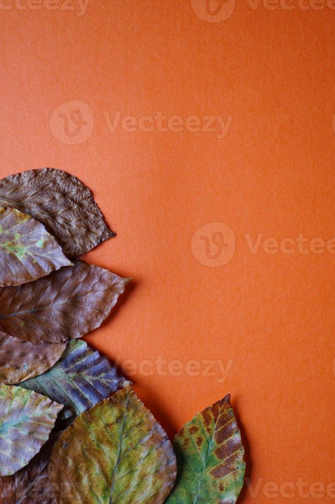 dry brown leaves on the orange background photo