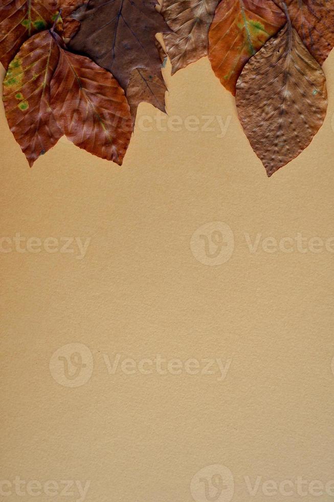 dry brown leaves on the orange background photo