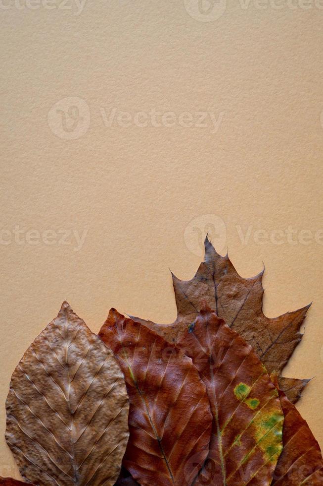 dry brown leaves on the orange background photo
