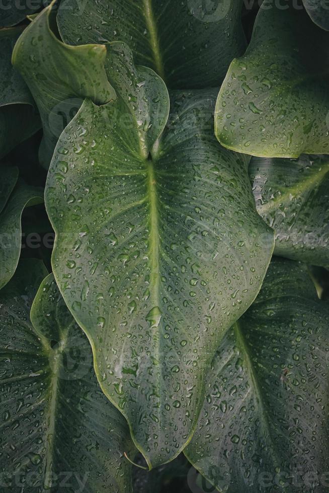 Gotas sobre las hojas de las plantas verdes en días lluviosos. foto