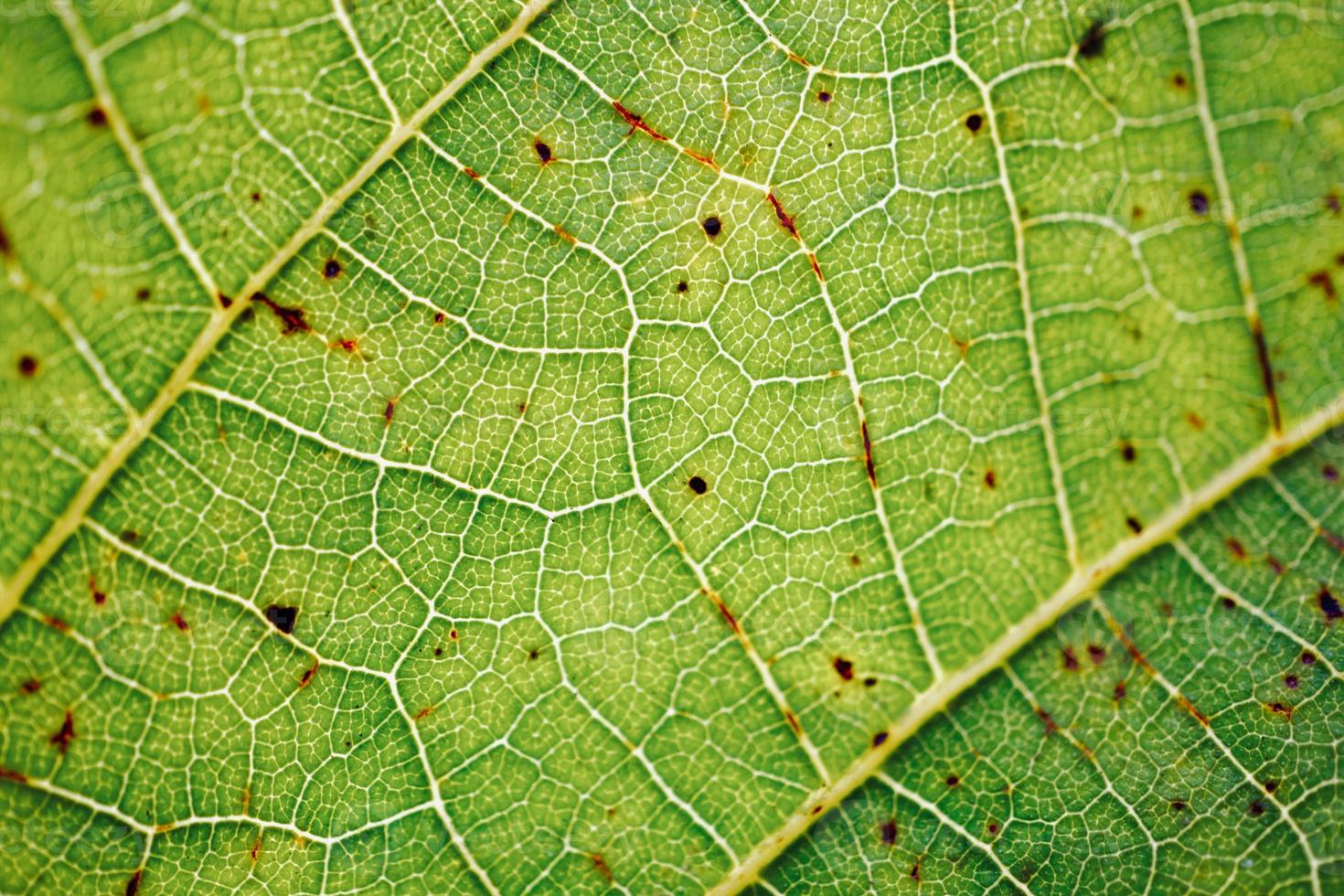 venas de hojas verdes fondo verde foto