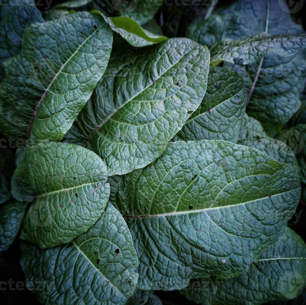 hojas de plantas verdes en la naturaleza fondo verde foto