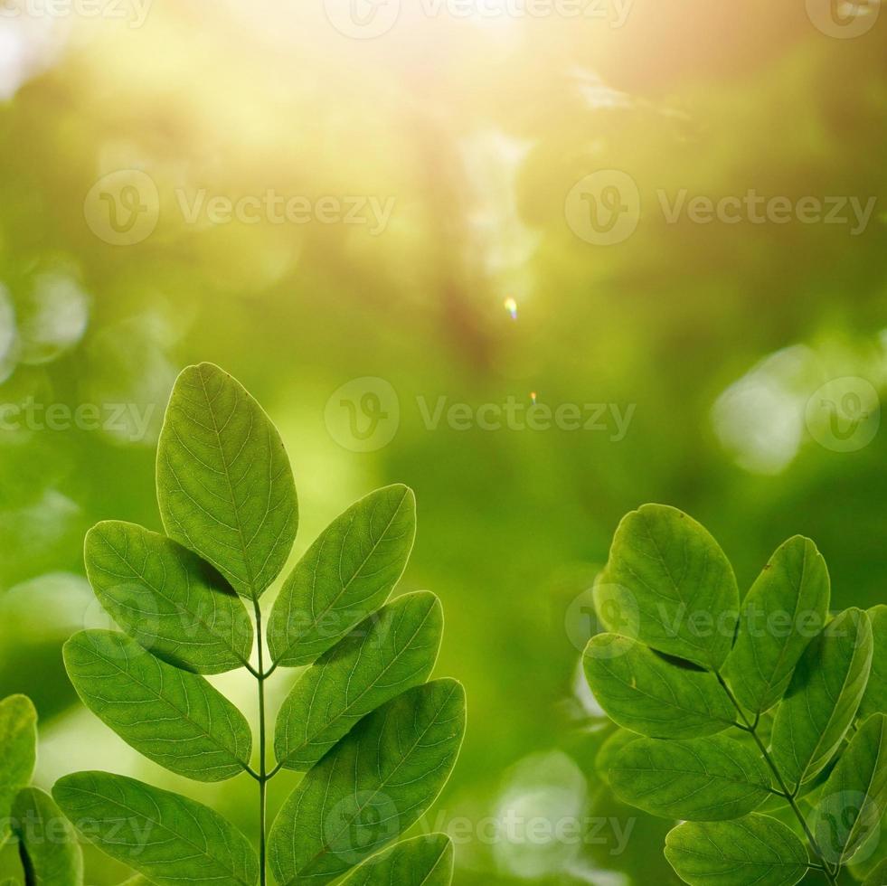 hojas de los árboles verdes en la temporada de primavera fondo verde foto