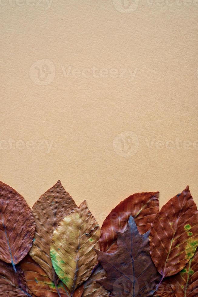 dry brown leaves on the orange background photo