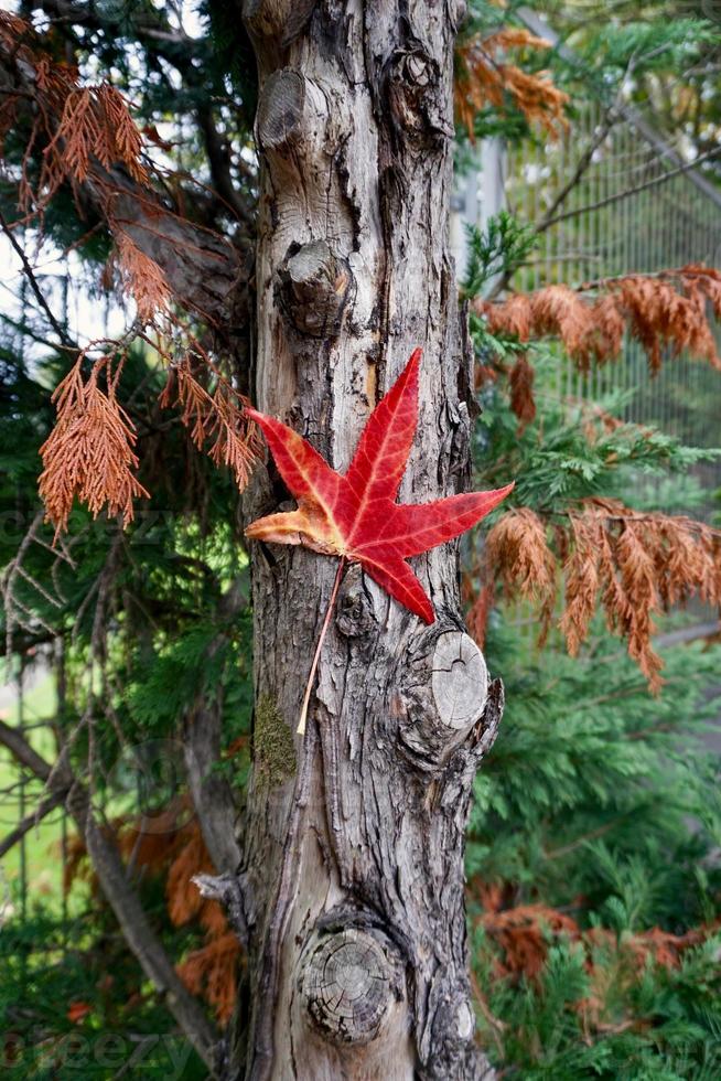 hoja de arce roja en la temporada de otoño foto