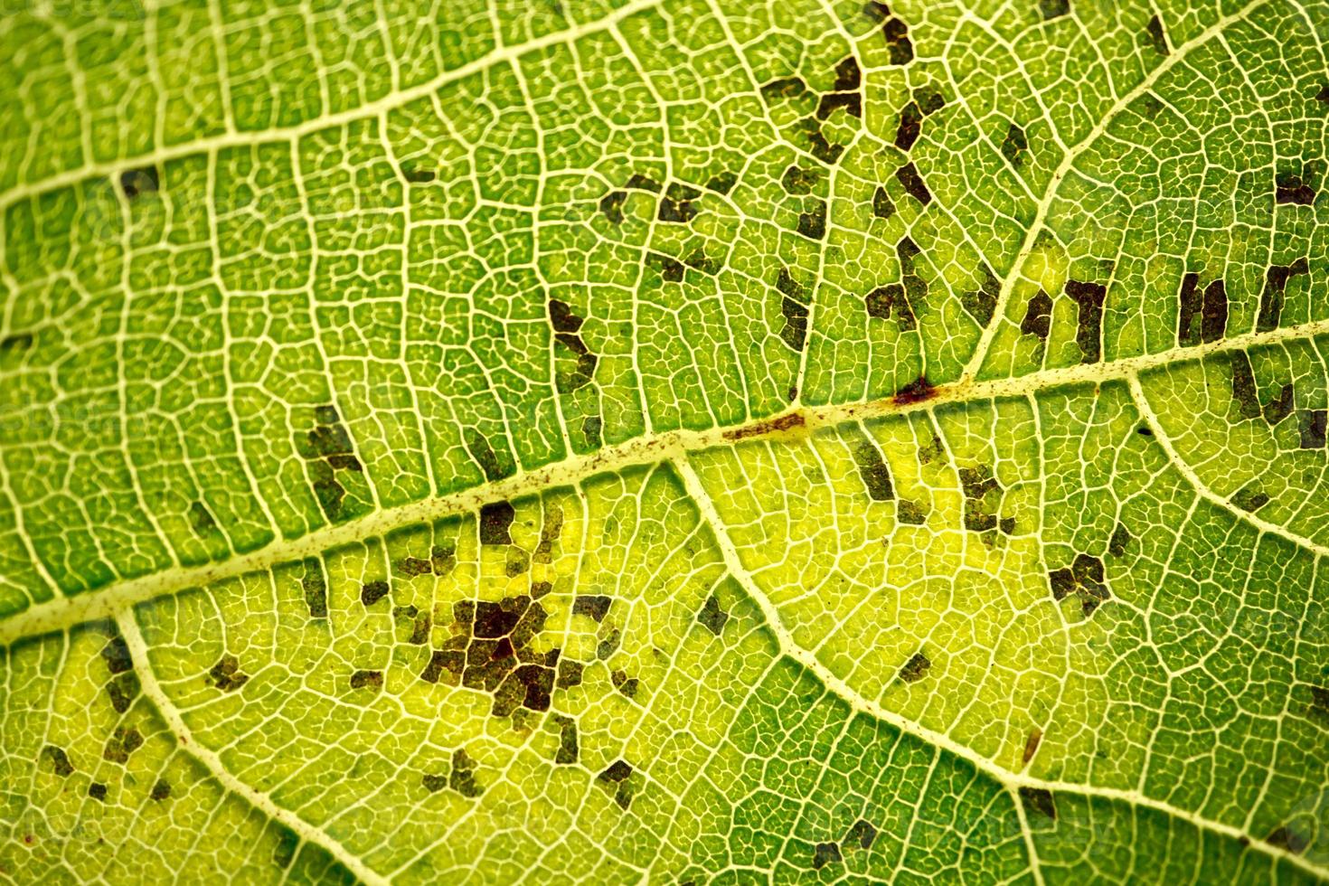 venas de hojas verdes fondo verde foto