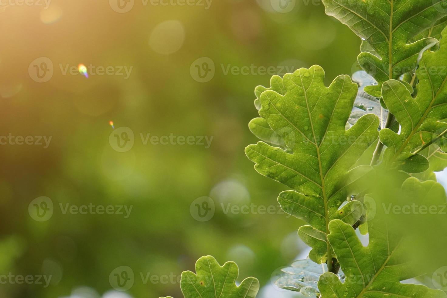 hojas de los árboles verdes en la temporada de primavera fondo verde foto